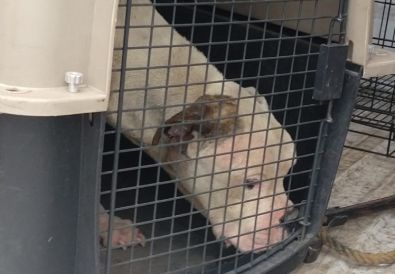 TIENE “EL CHATO” OPORTUNIDAD DE UNA VIDA MEJOR